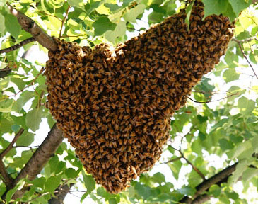 bee swarm removal on a tree branch