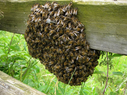 swarm-bees-fence