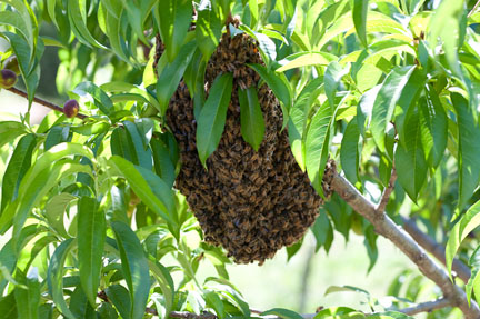 swarm-bees-tree