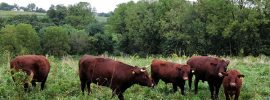 Red Devon Cattle on Pasture